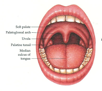 Nasal steroid spray for sleep apnea